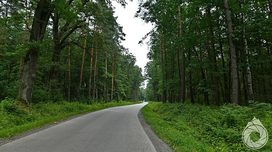 typowe lasy zadębickie: dość-płasko i dość-prosto