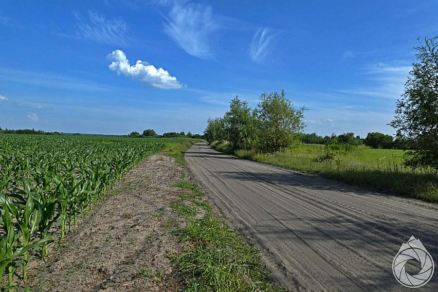 piachy międzpolne lubelszczyzny