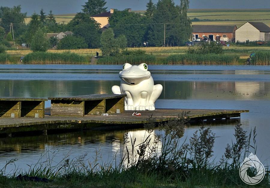 rano nad wodą można spotkać żaby!