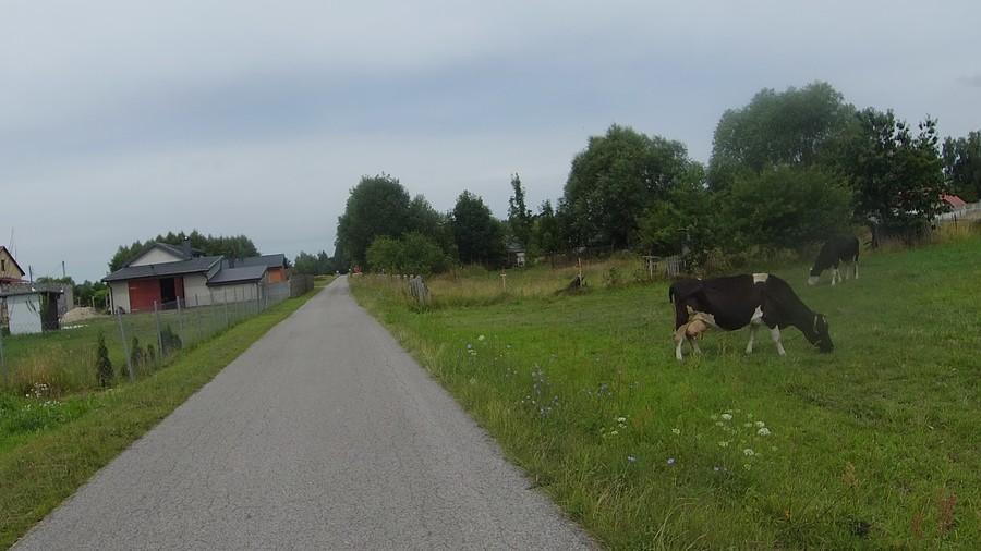 Pasące się krowy