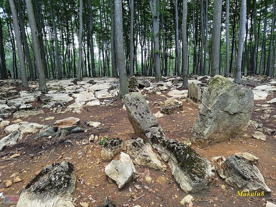 Wykopaliska na Bukowej Górze