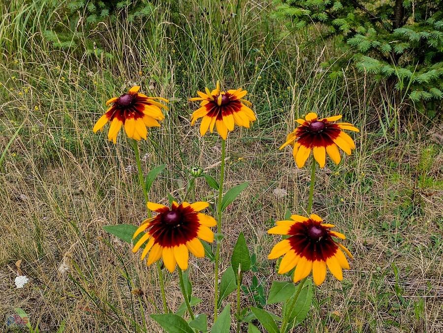 Rudbekia dwubarwna