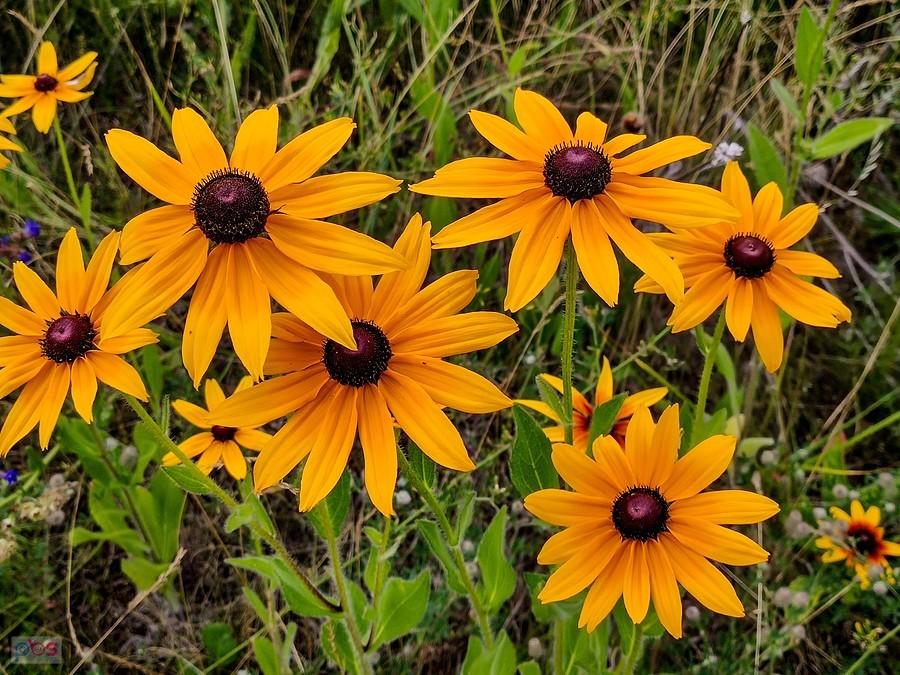 Rudbekia cieszy się do słońca