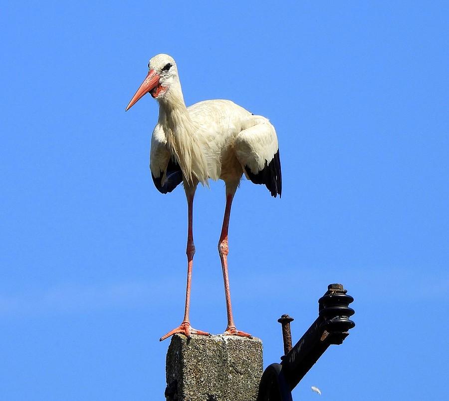 Bocian słupnik