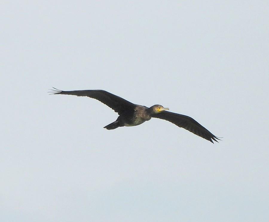 Kormoran w locie