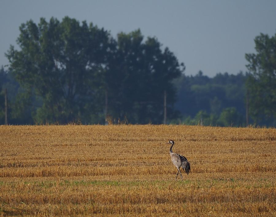 Polny żuraw