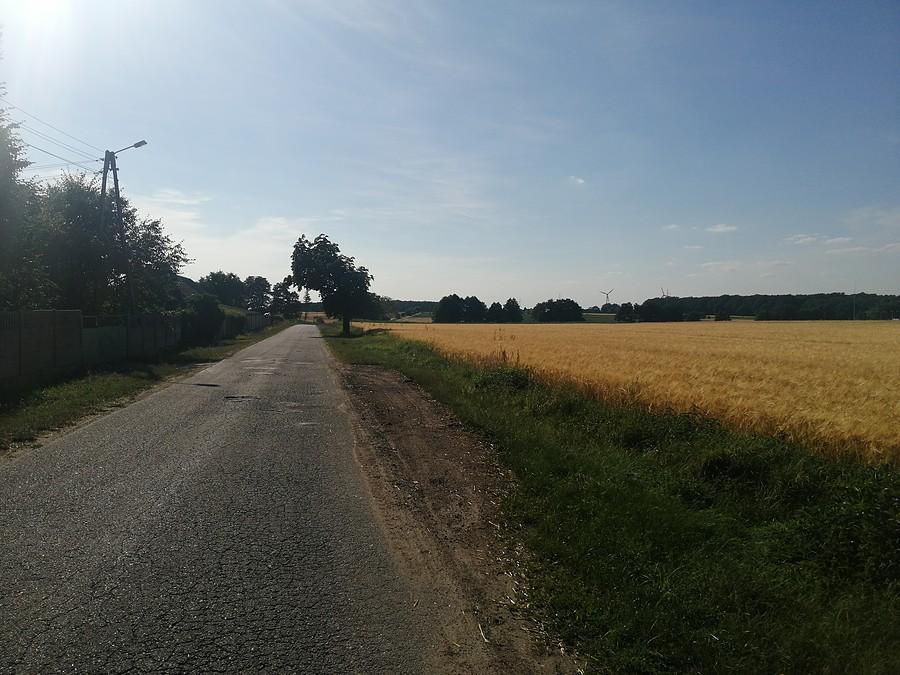 Orpiszewek w słońcu.