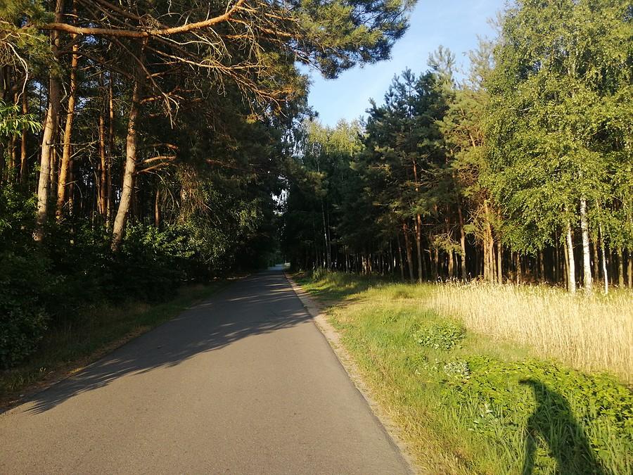 Las w Pieruszyczkach.
