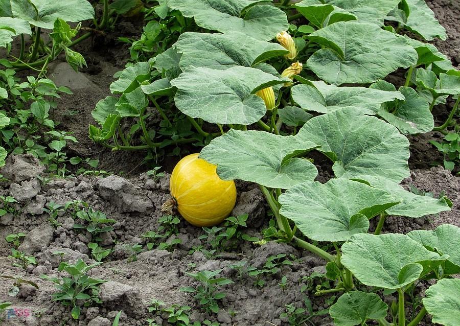 A w krzakach czai się melon