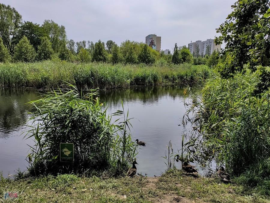 Staw i blok z końskim muralem