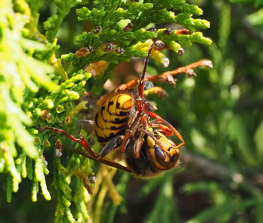 Szerszeń alpinista