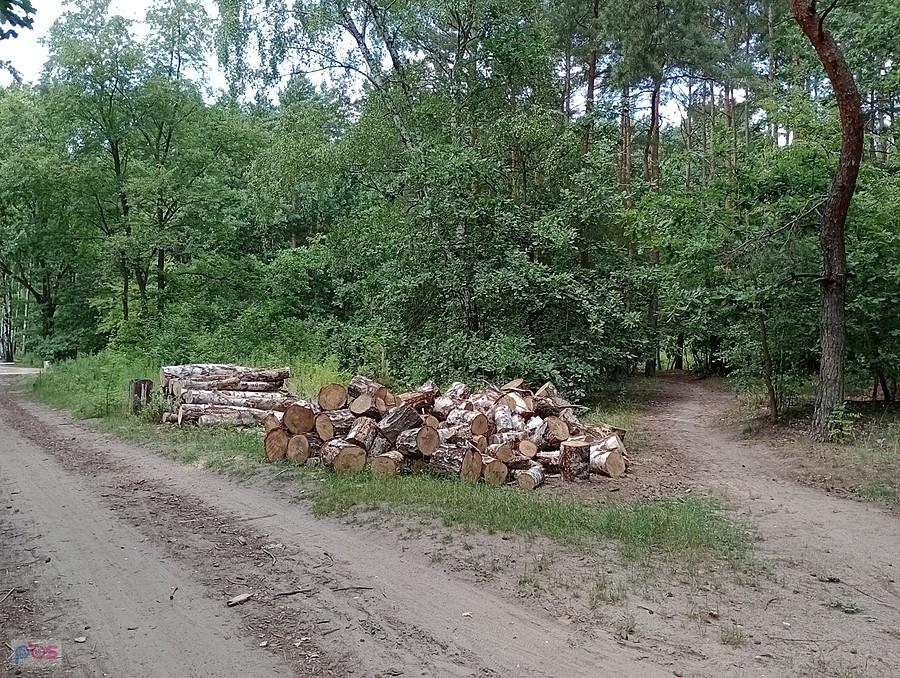Pocięli kłody drewna