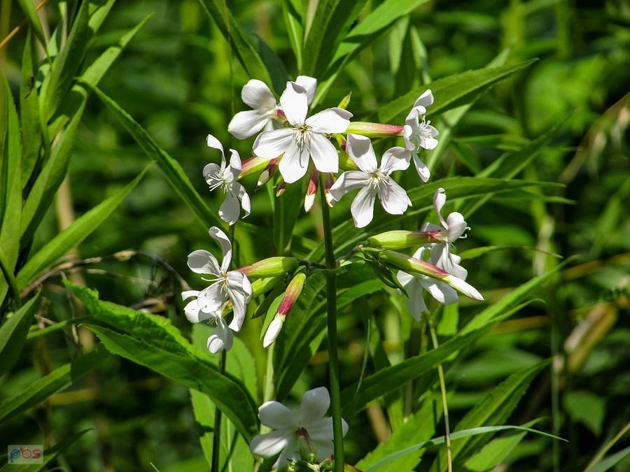 Mydlnica lekarska