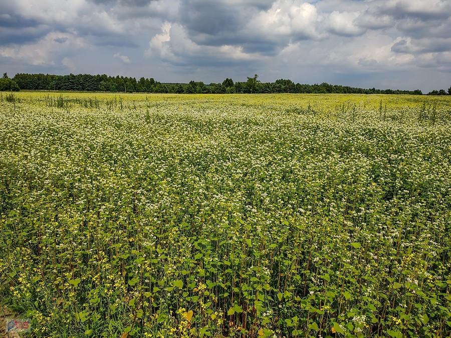 Pole gryki pod Brzeźnicą
