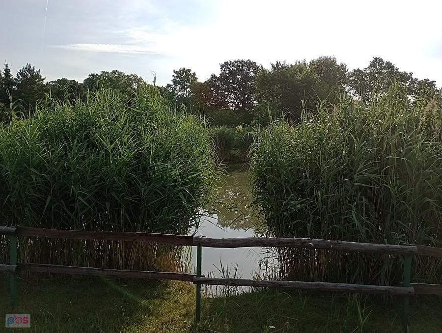 Staw w Borzęcinie