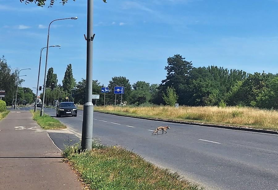 Lis przechodzi przez ulicę, Poznań