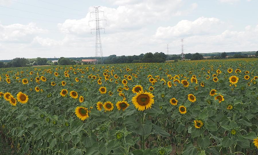 Słonecznikowe pola