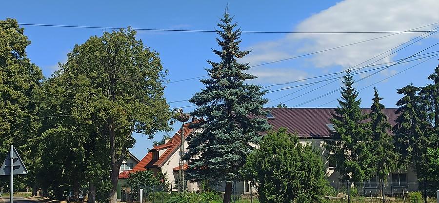 W centrum Wąwelnicy, w głębi bocianie gniazdo.