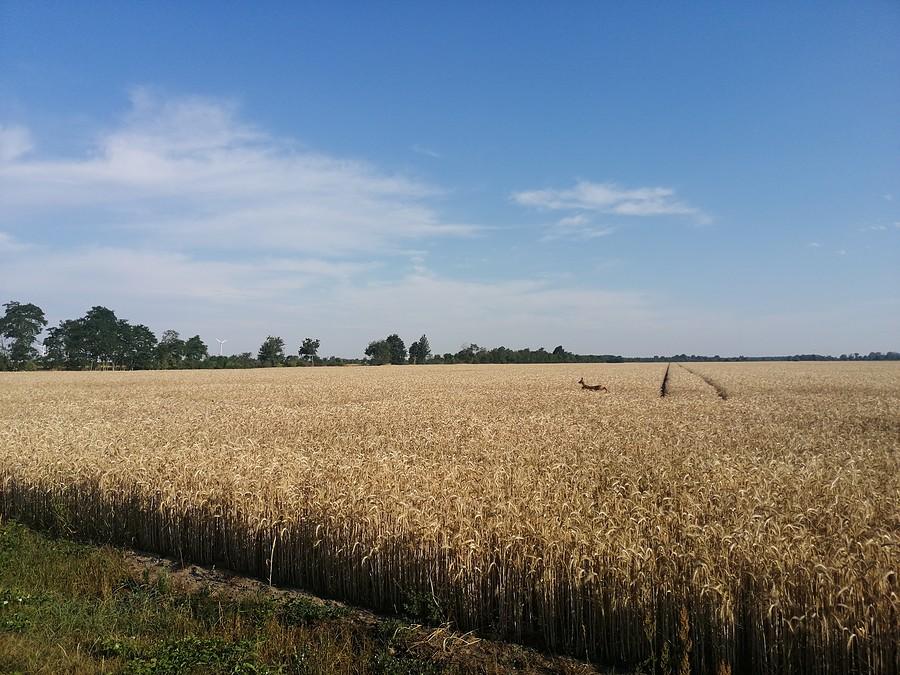Pole pszenicy pod błękitnym niebem