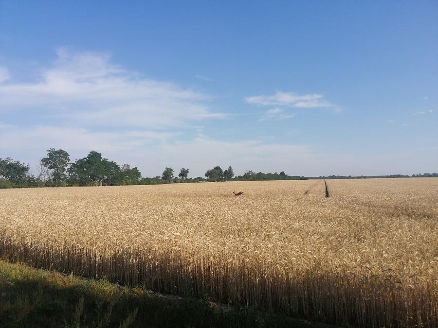 Pole pszenicy pod błękitnym niebem