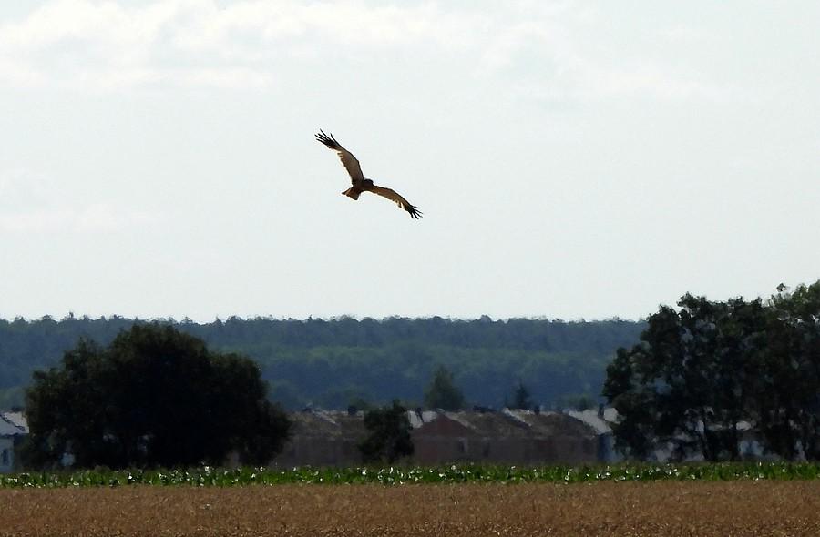 Błotniak stawowy nad polem
