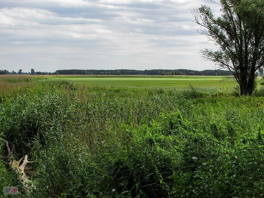 Łąki nadwarciańskie