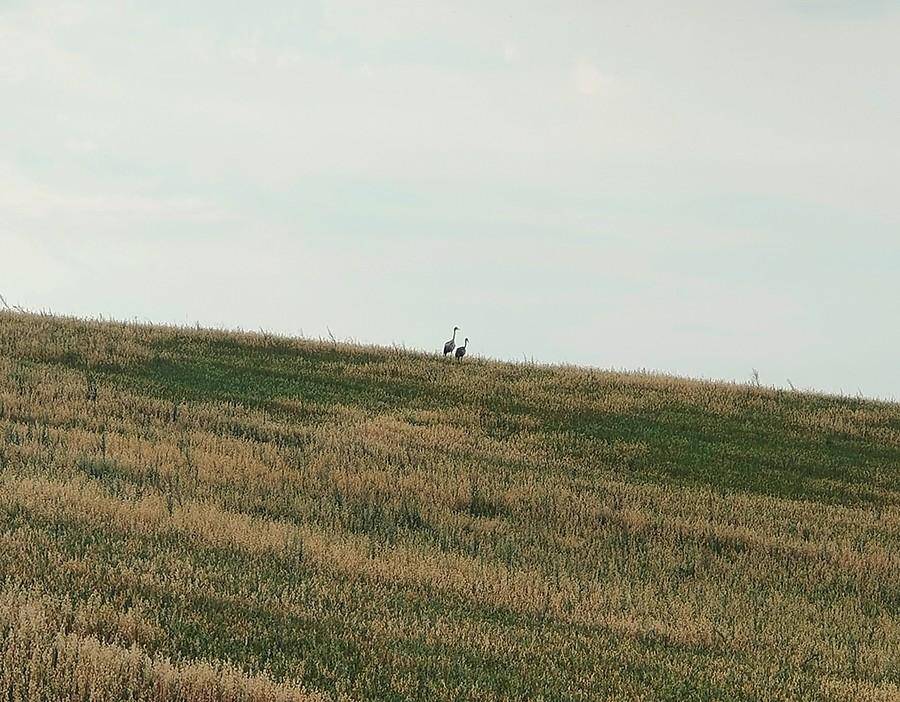 Żurawie na polu