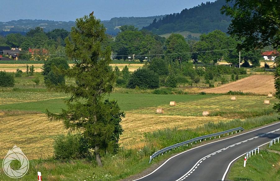na świerczku przysiadł sobie wyczekujący na ofiary drogowe drapol