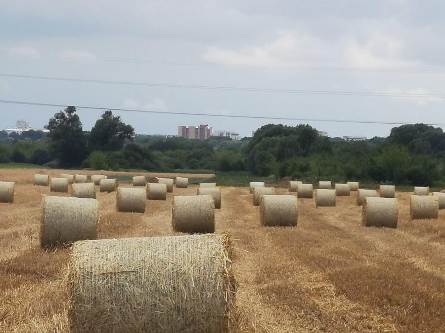 Żniwa na Wilanowie, w tle Ursynów