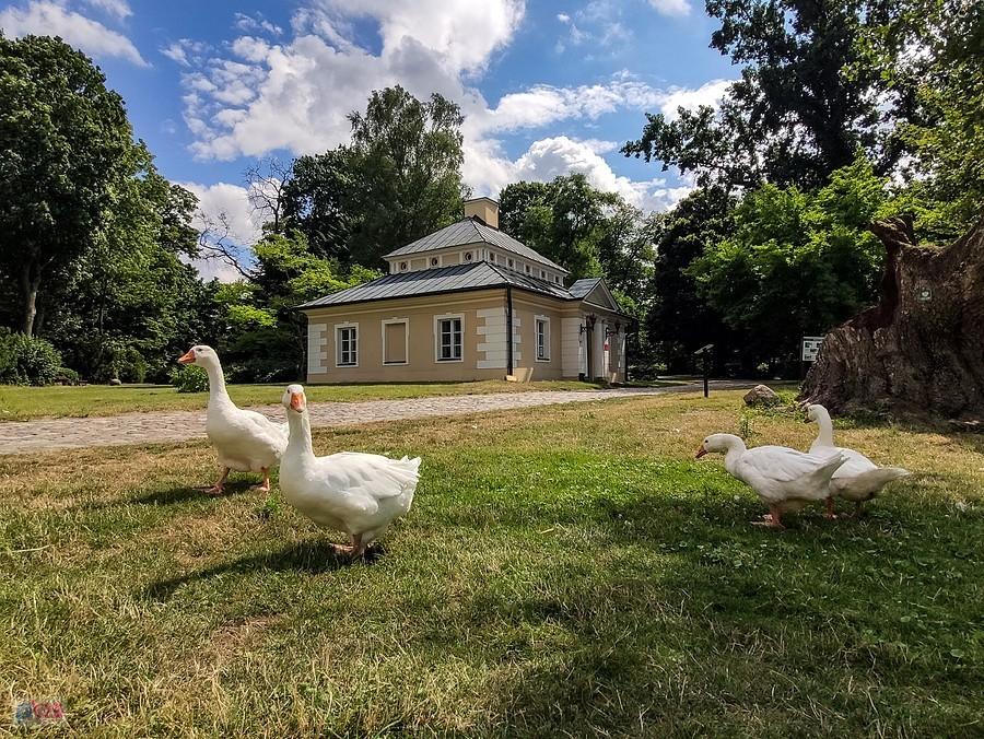 Dobrzyca - gęsi pilnują Domku Ogrodnika