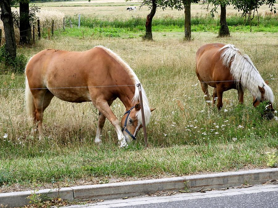 Znajome konie z Grunhof.
