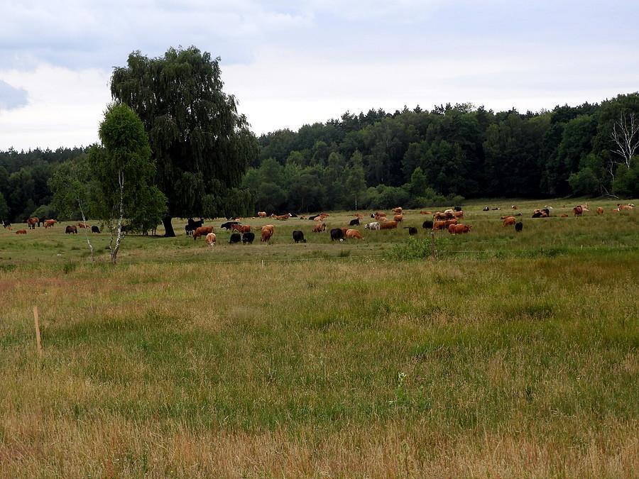 Na pastwisku pod Tanowem.
