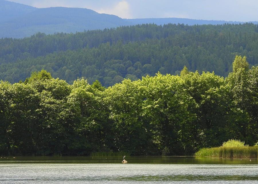 Landszafcik z ukrytą czaplą