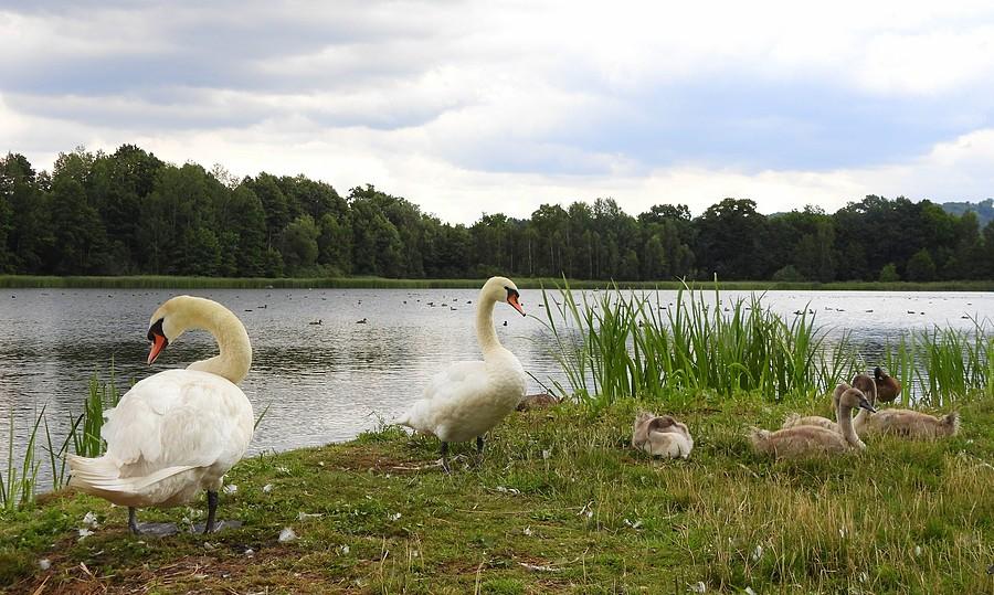 Łabędzie i gęgawy