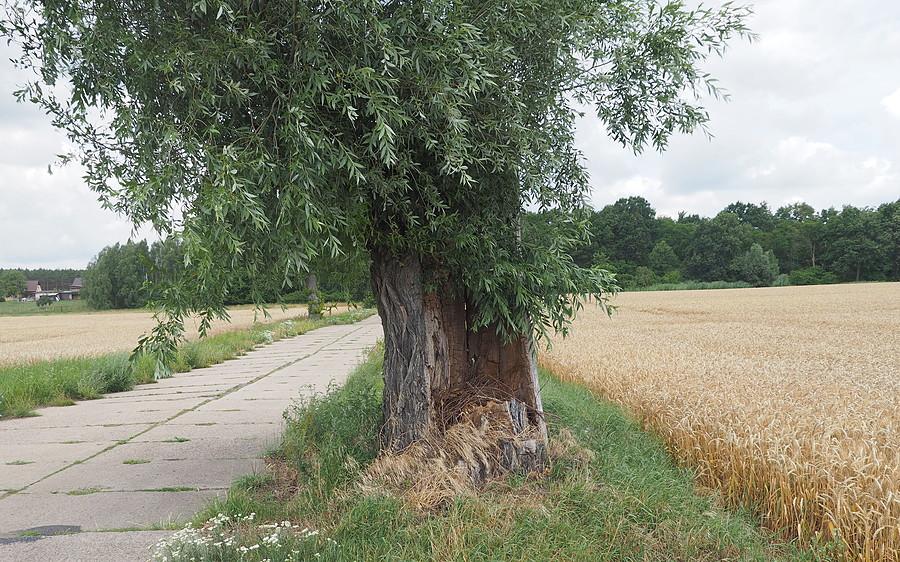 Wierzba wydmuszka