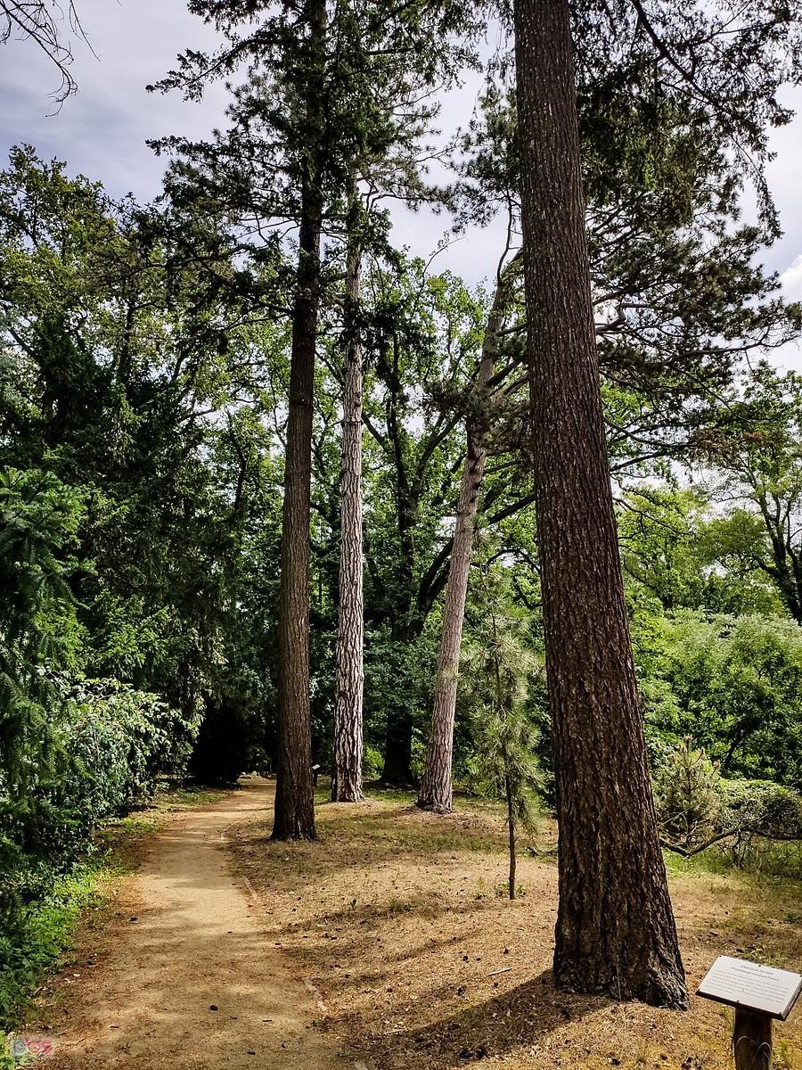 Park w Gołuchowie - daglezje zielone i sosny czarne