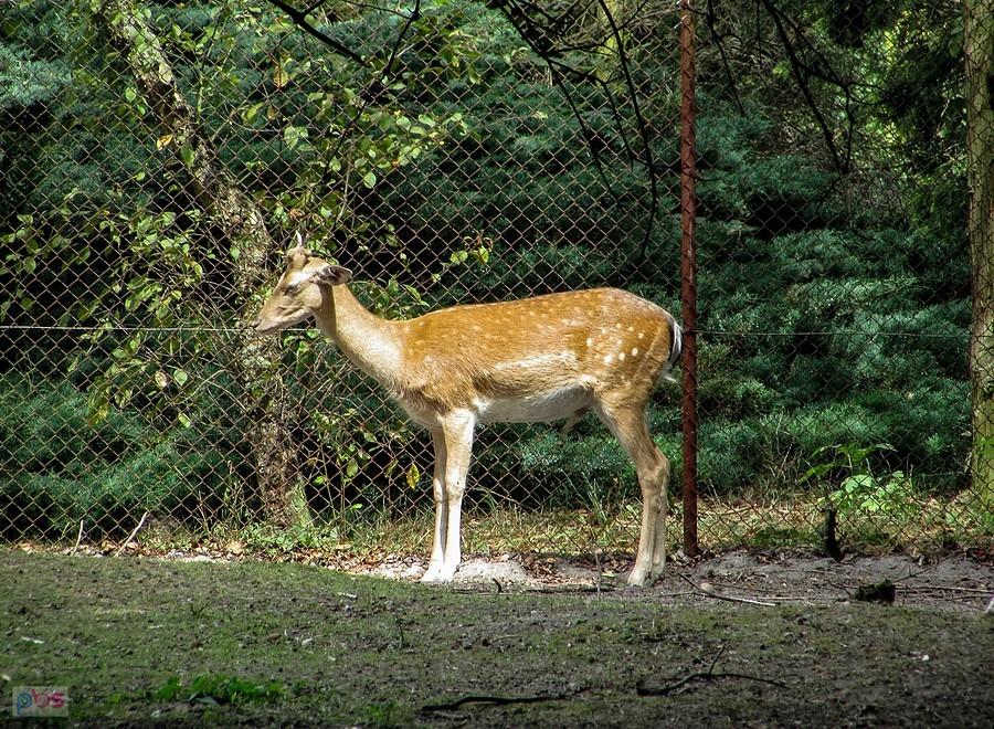 Tylko jeden raczył mi zapozować, reszta gdzieś się pochowała