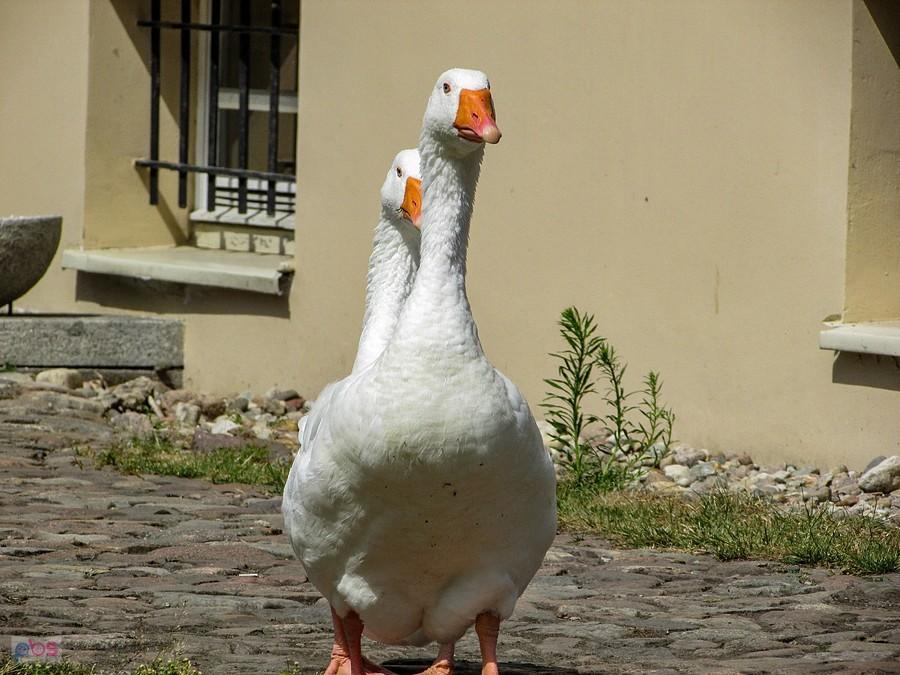 Gęsi pałacowe