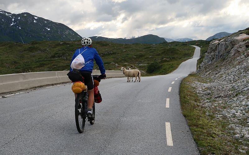 Na norweskich drogach takie spotkania to normalka