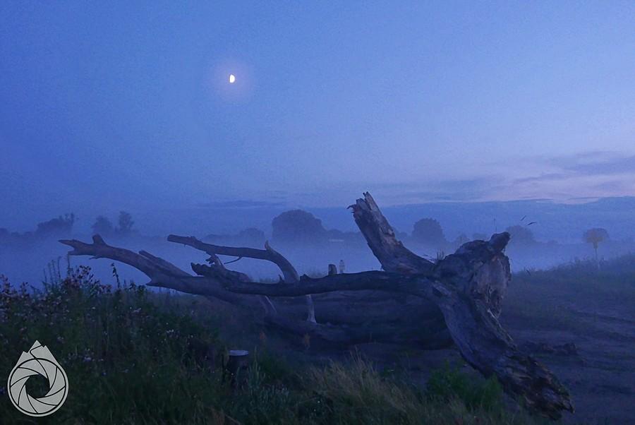 podryfowe drewno nad Odrą