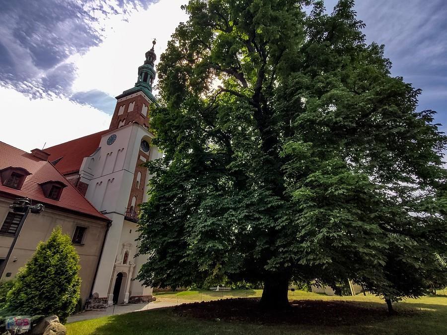 Kasztanowiec Benedykt