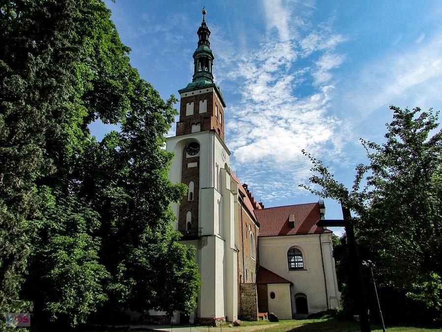Kasztanowiec dorównuje wysokością wieży kościoła