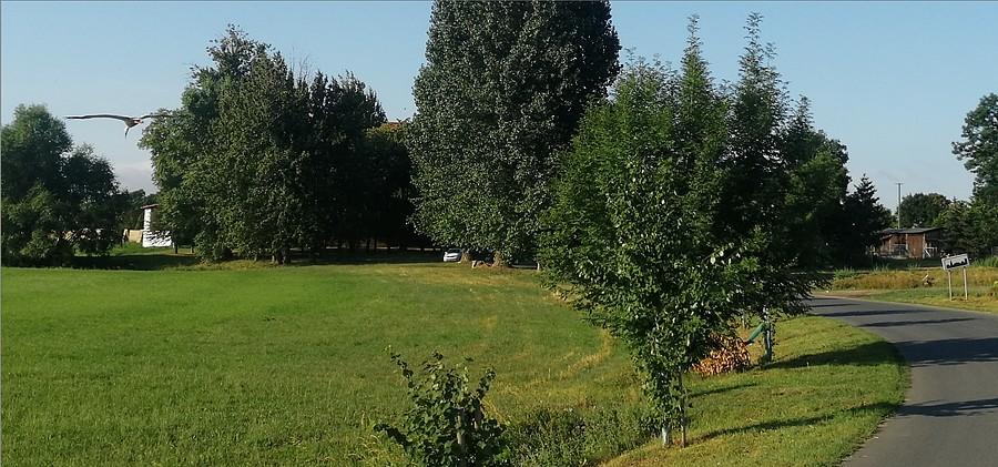Szybujący bociek przed Borkiem.