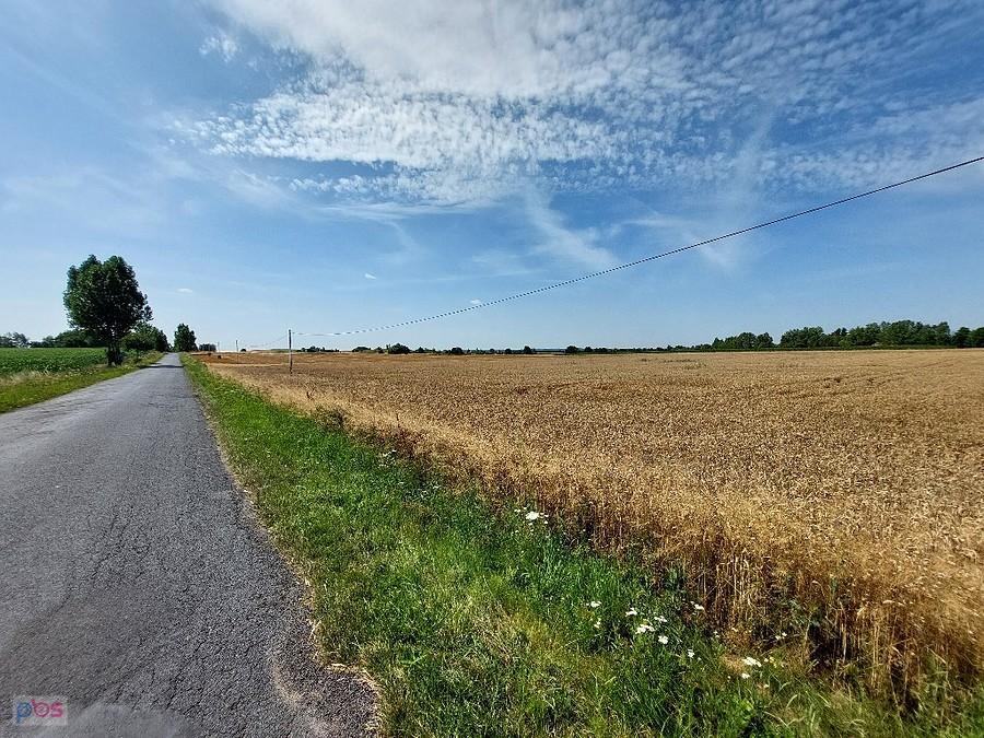 Pola z dojrzałym zbożem wyglądają bardziej malowniczo niż z kwitnącym rzepakiem