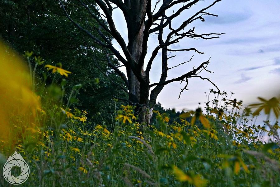 pośród rudbekii