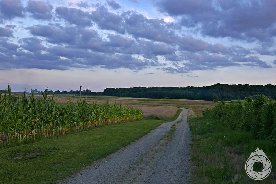 szutrówka gdzieś w łąki