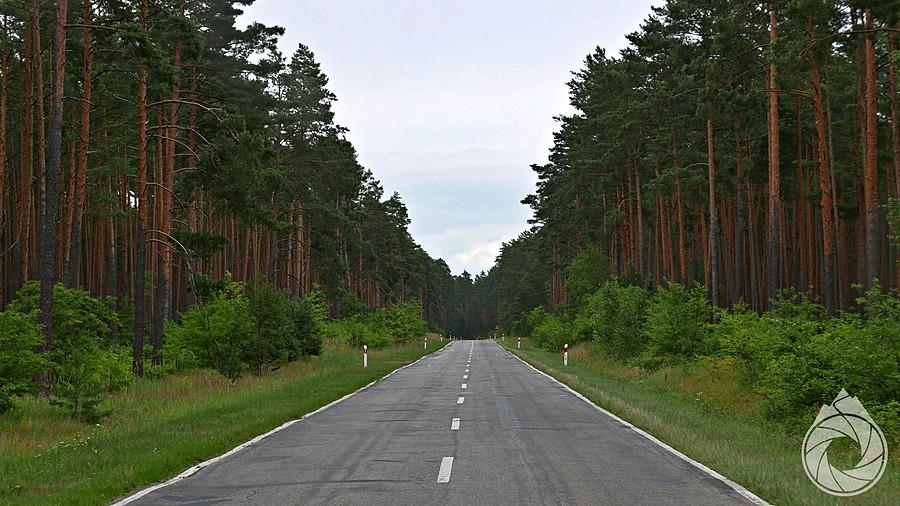 wśród sosnowych lasów lubelszczyzny