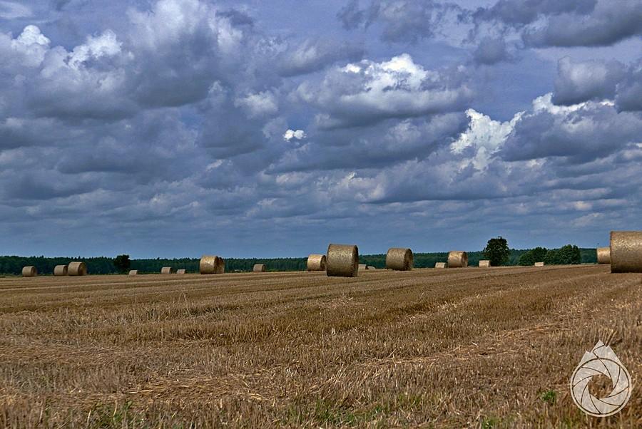 słomiszcze przygotowane dla krówek na zimę