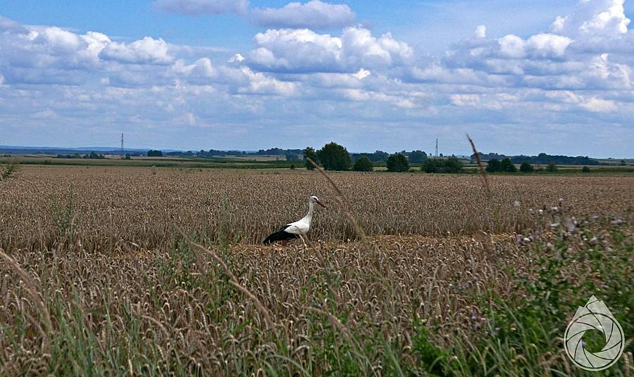 komensal rolników lubelskich wyjada jakieś jaszczury
