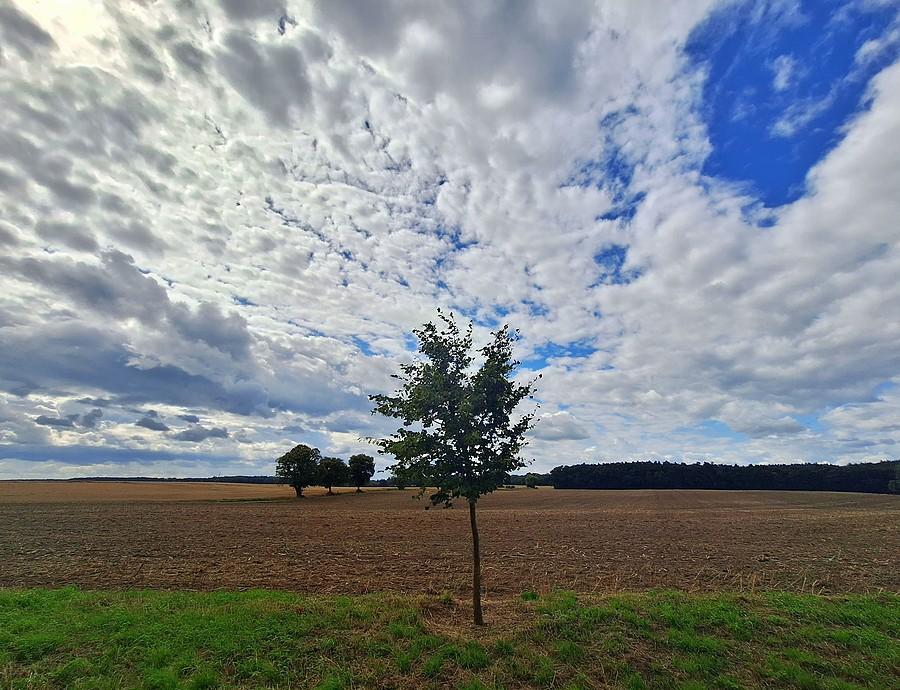 Drzewko pod chmurką